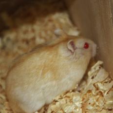 Dværghamster Shakespeares Juliet