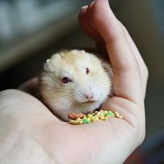 Dværghamster Shakespeares Juliet