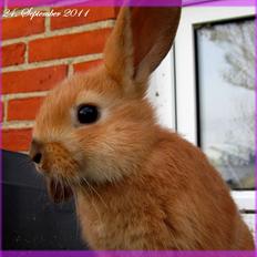 Kanin Unavngivet - Puttetrolden <3 *SOLGT*