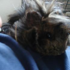 Marsvin Caramel Cookie