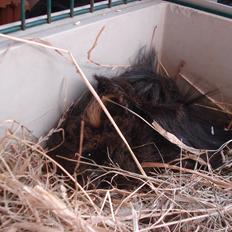 Marsvin Caramel Cookie