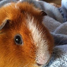 Marsvin Olivia *RIP*