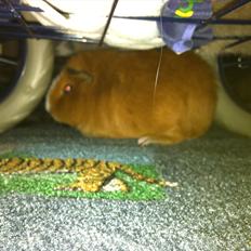 Marsvin Olivia *RIP*