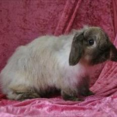 Kanin Winds Nazir Neela Niizla