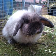 Kanin Winds Nazir Neela Niizla