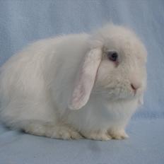 Kanin Snehvide