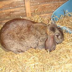 Kanin choko star død r.i.p :`(