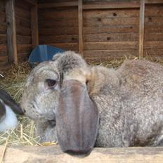 Kanin choko star død r.i.p :`(