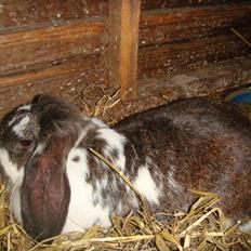 Kanin Milkyway R.I.P. :,(