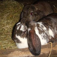 Kanin Milkyway R.I.P. :,(