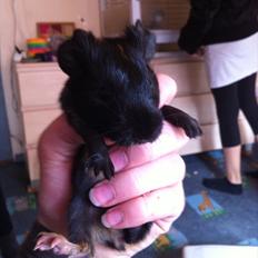 Marsvin Gloria *RIP*