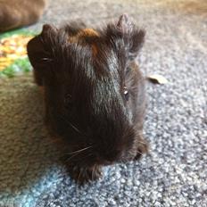 Marsvin Gloria *RIP*