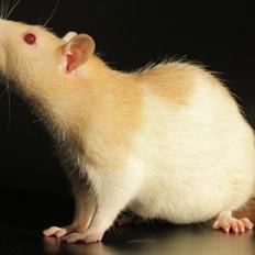 Tamrotte Artesia's Rikku