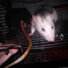 Tamrotte Bob
