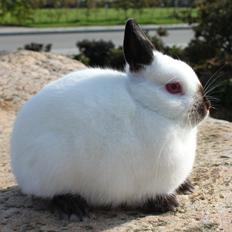 Kanin Solstråle "Hermelin" RIP