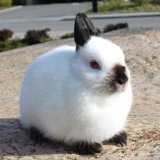 Kanin Solstråle "Hermelin" RIP