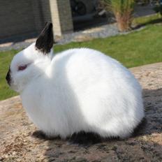 Kanin Solstråle "Hermelin" RIP