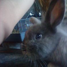 Kanin Mille min prinsesse<3(løbet væk)