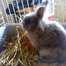 Kanin Mille min prinsesse<3(løbet væk)