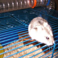 Dværghamster Thea