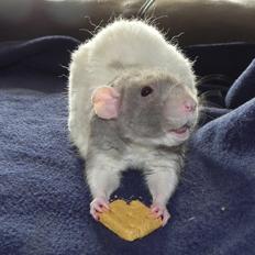 Tamrotte Skralde/Skrumle