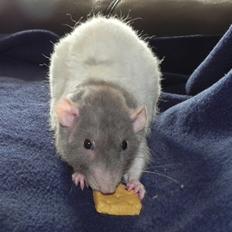 Tamrotte Skralde/Skrumle