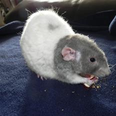 Tamrotte Skralde/Skrumle