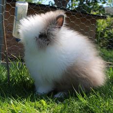 Kanin Mimmi von den Treenehasen