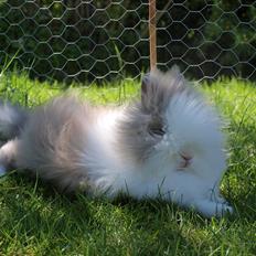 Kanin Mimmi von den Treenehasen