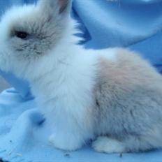 Kanin Mimmi von den Treenehasen