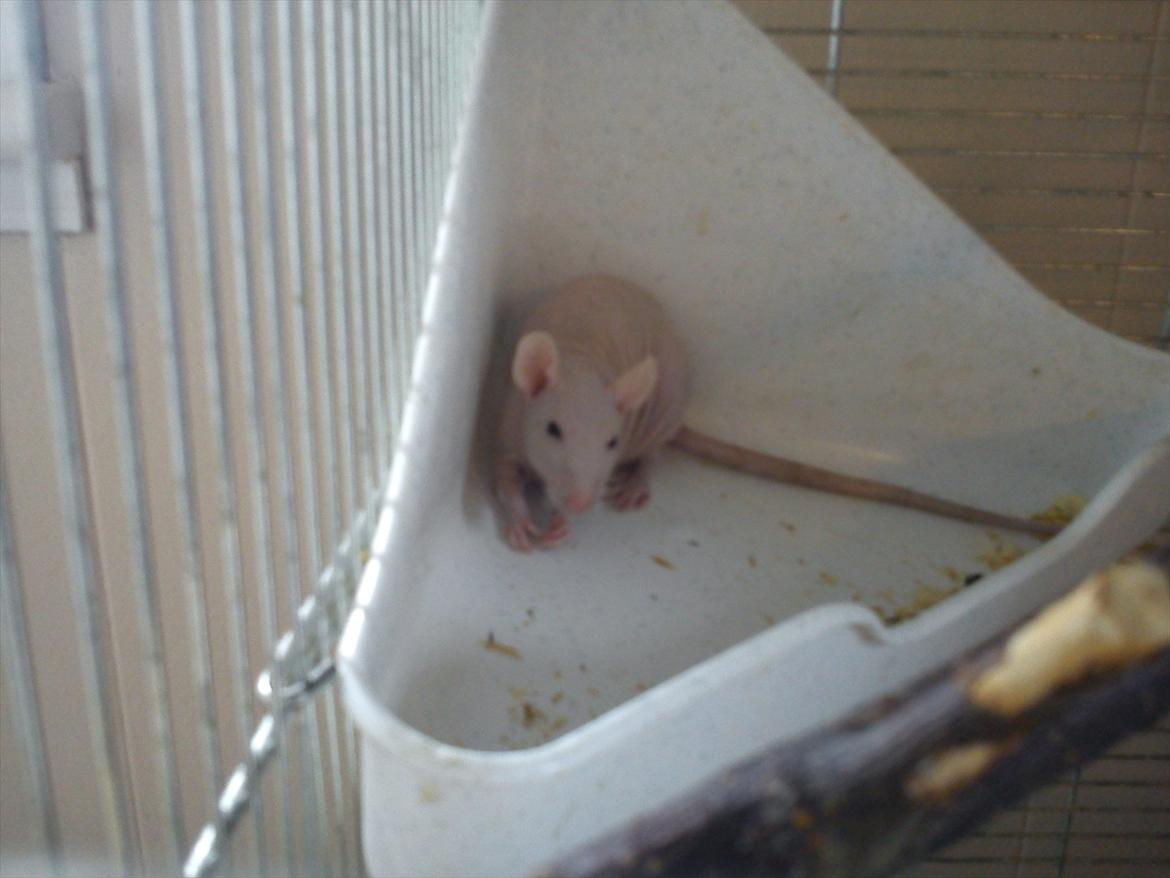Tamrotte Prinses billede 4