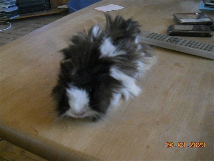 Marsvin FlabJack - Go'dav billede 1