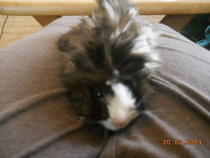 Marsvin FlabJack - .... billede 2