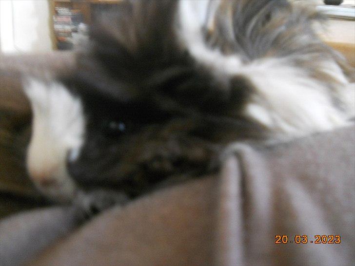 Marsvin FlabJack - KukKuk  billede 3