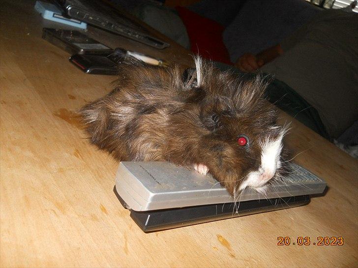 Marsvin FlabJack - se hvad jeg kan billede 4