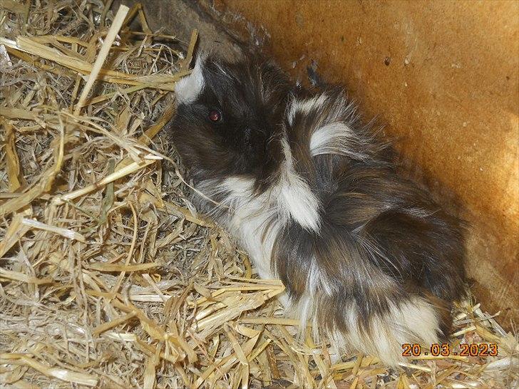 Marsvin FlabJack - i buret billede 5