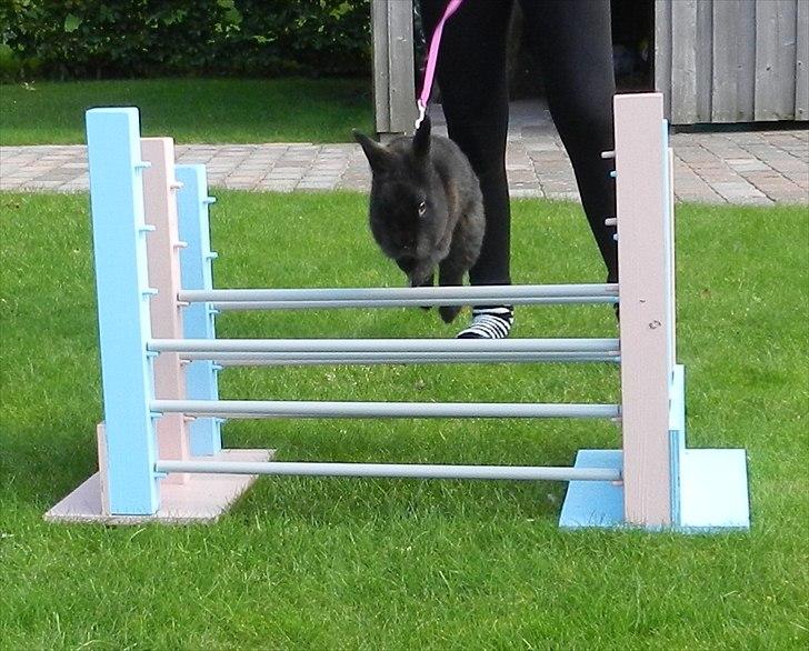 Kanin Speedy Cornsarles (forsvundet) :´( - Speedys rekord på tribbelbaren (: billede 15