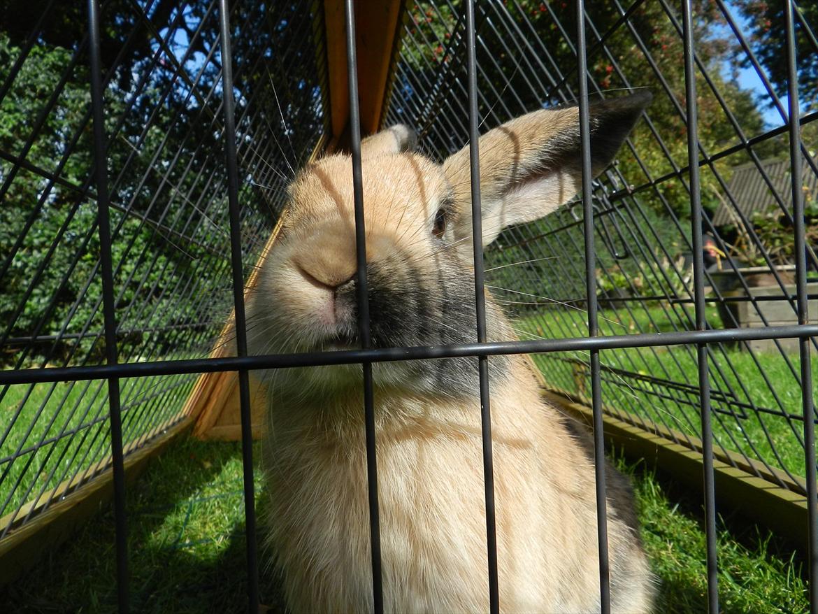 Kanin Anijo´s Silke - Silke i udebur (: billede 9