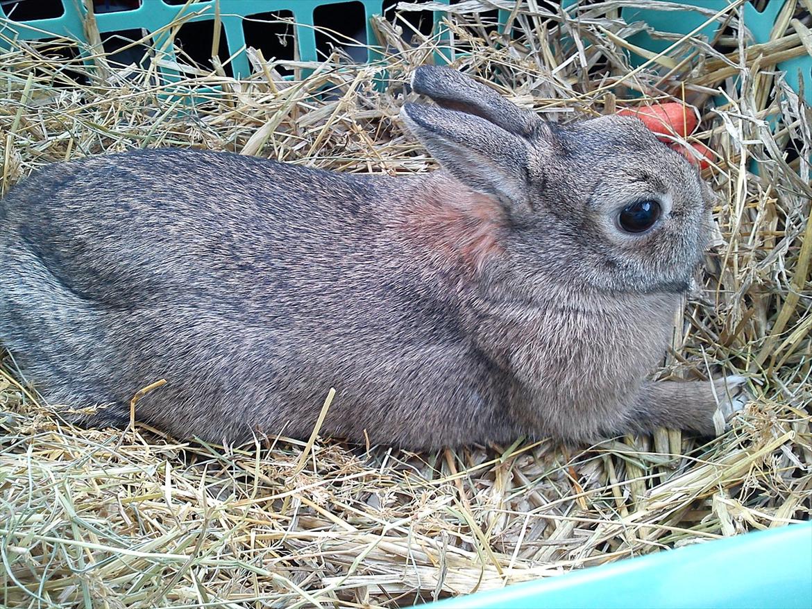 Kanin Asta - På vej i bilen til det nye hjem...:'( billede 12