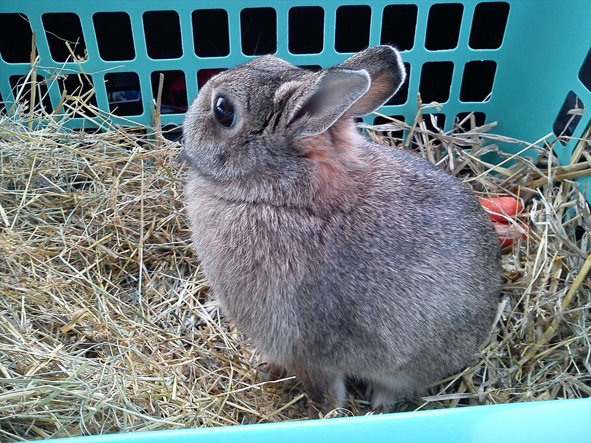 Kanin Asta - På vej i bilen til det nye hjem...:'( billede 13