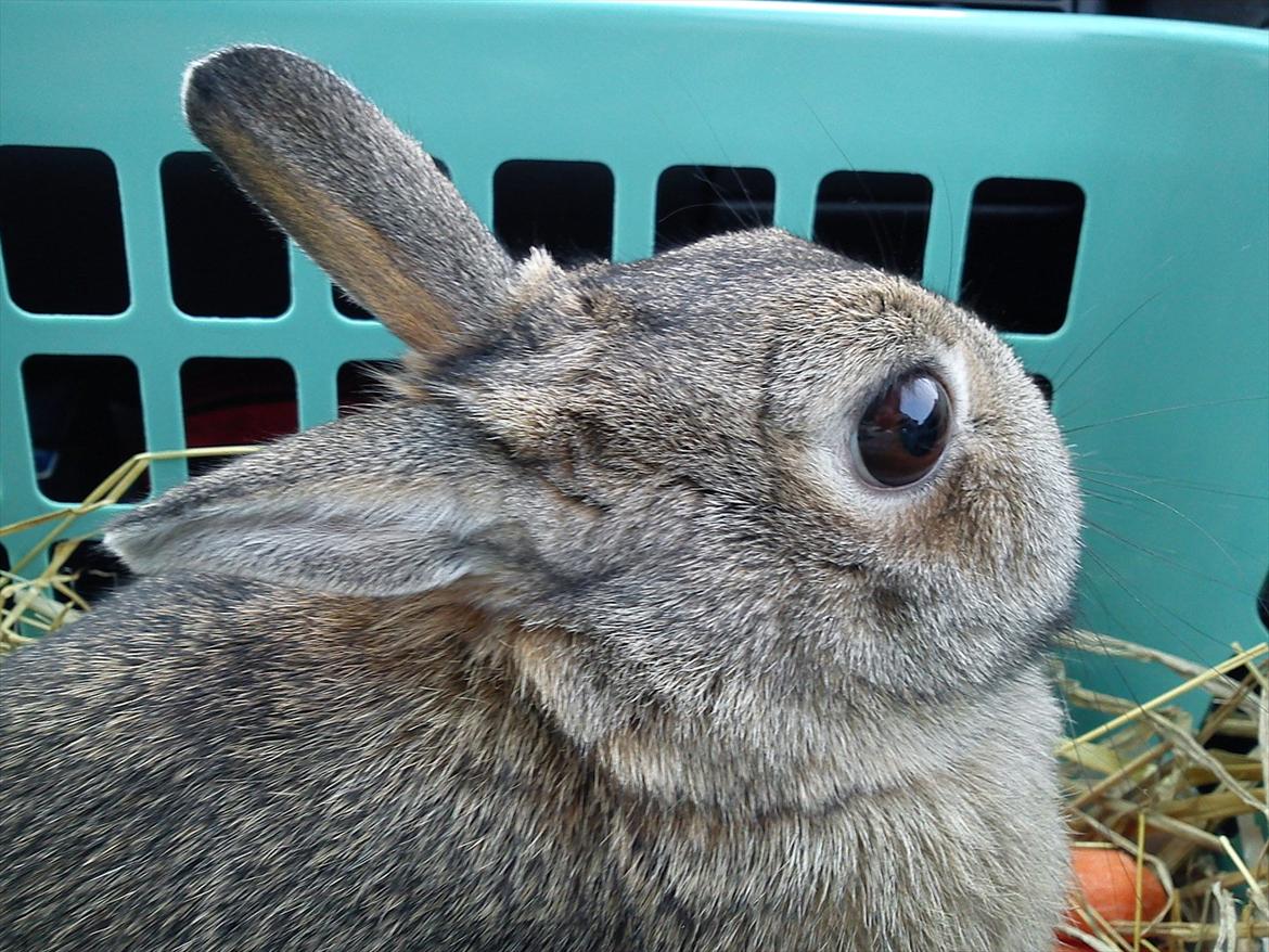 Kanin Asta - På vej i bilen til det nye hjem...:'( billede 14