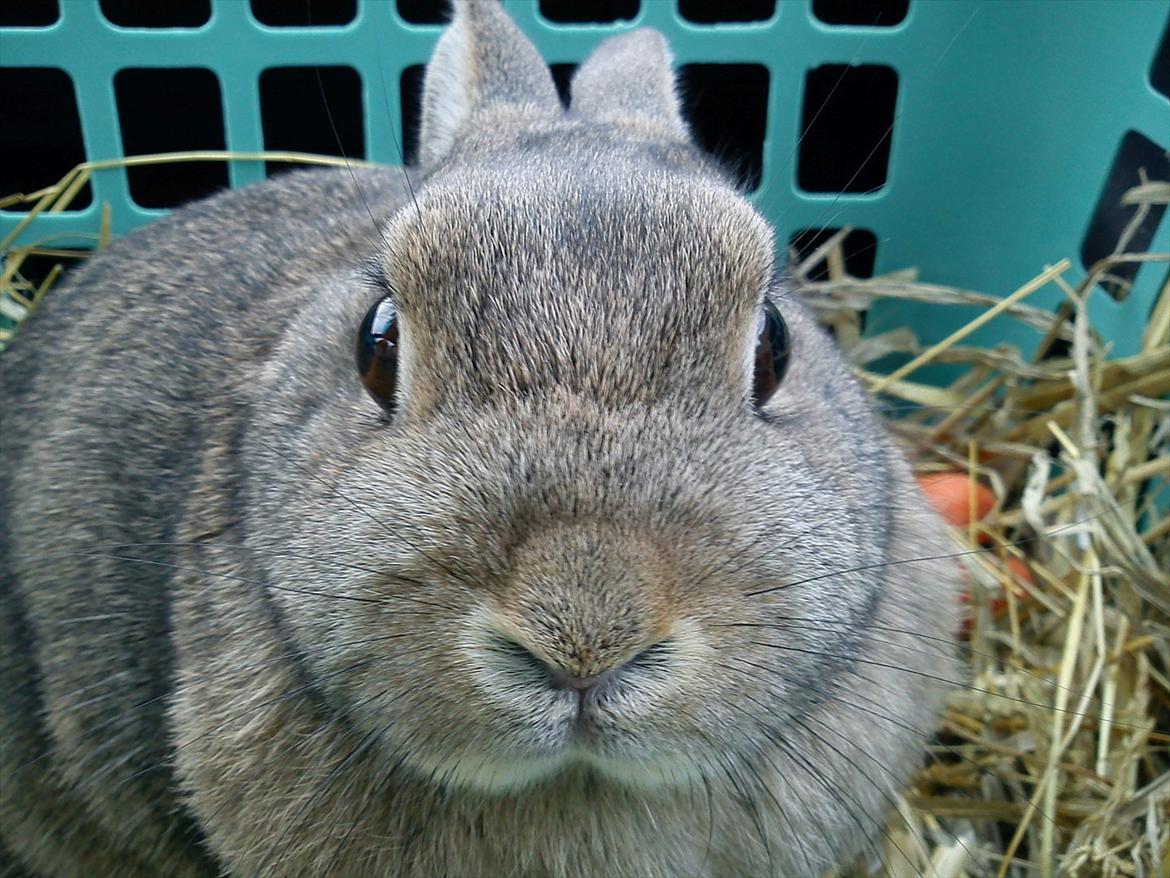 Kanin Asta - På vej i bilen til det nye hjem...:'( billede 15