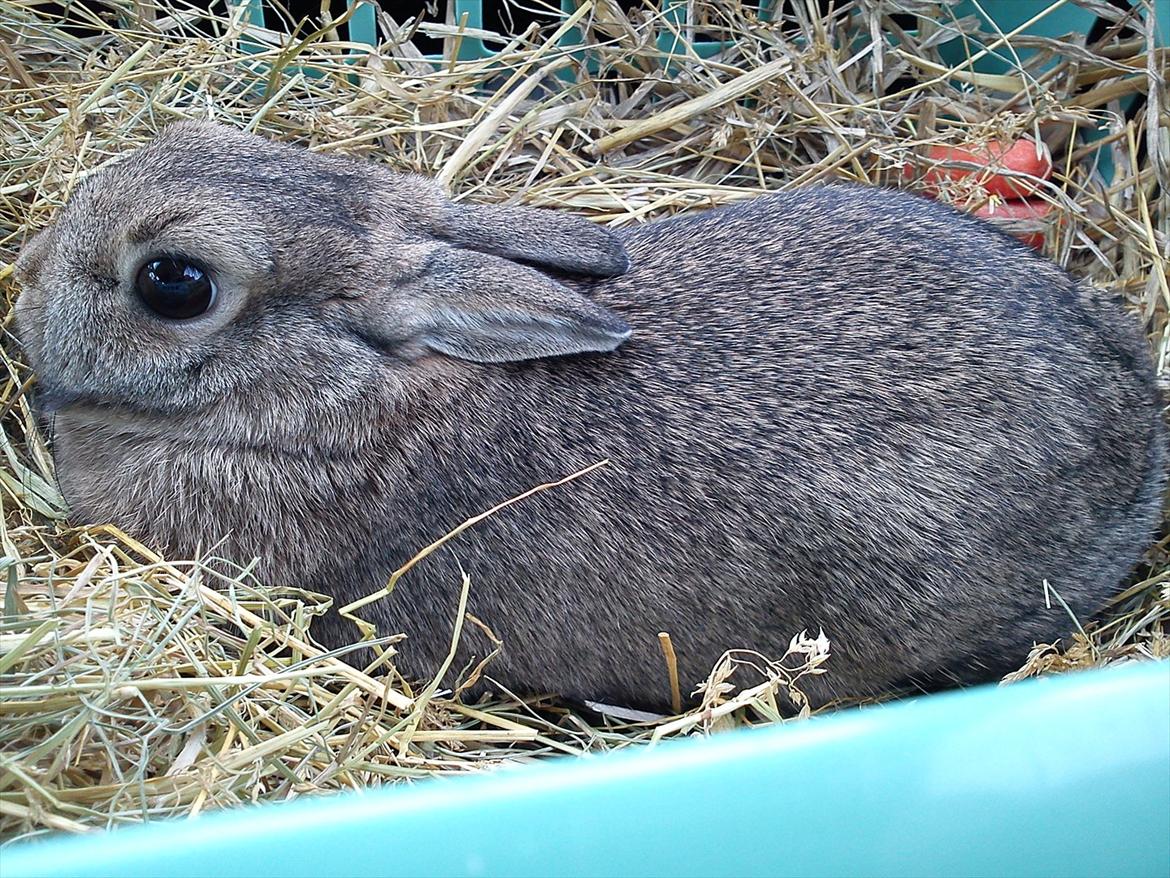 Kanin Asta - På vej i bilen til det nye hjem...:'( billede 16