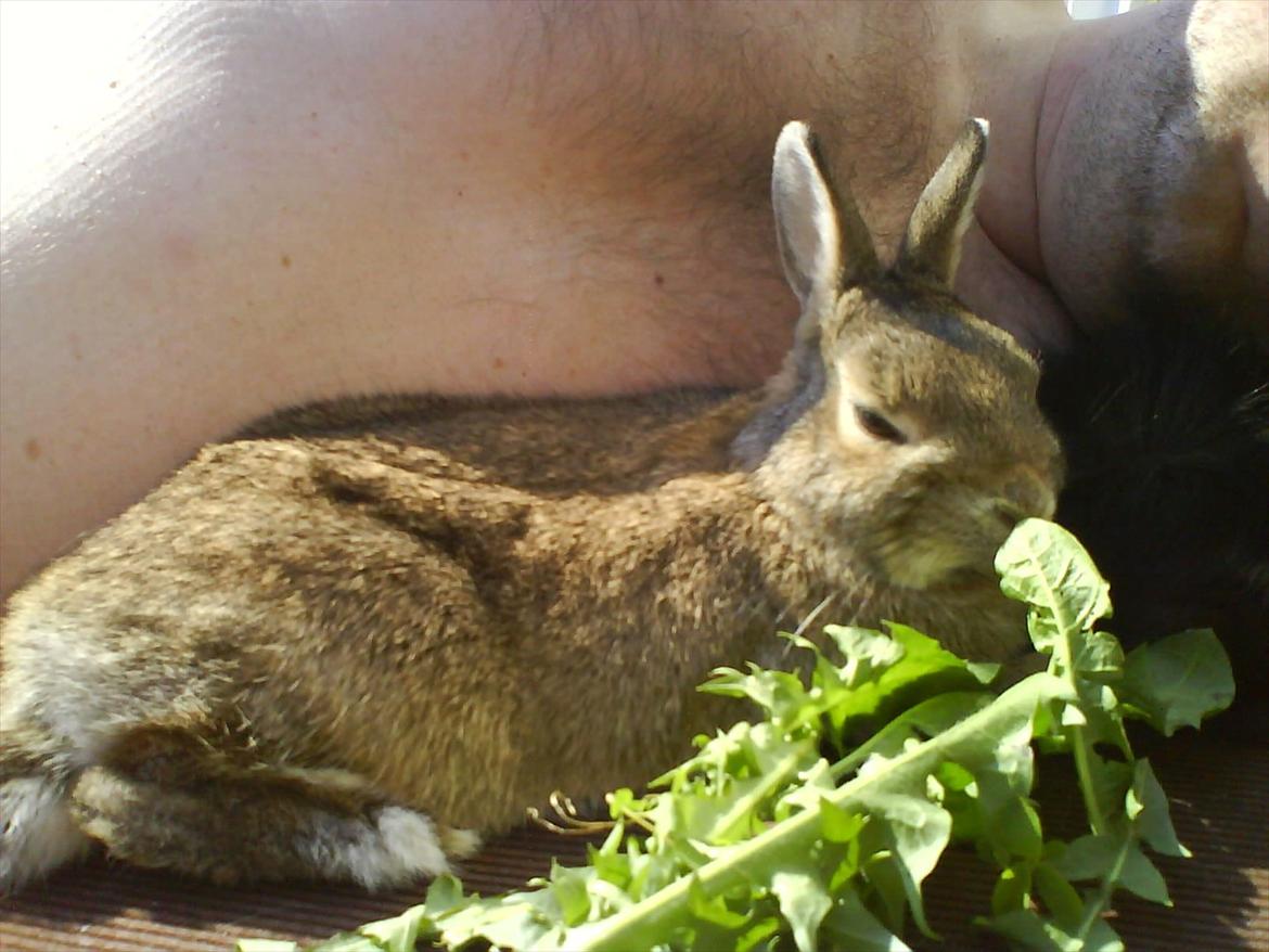 Kanin Asta - En sommerdag i haven :D billede 17