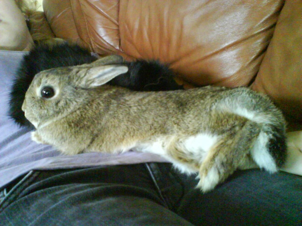 Kanin Asta - Hygge i sofaen :) billede 18