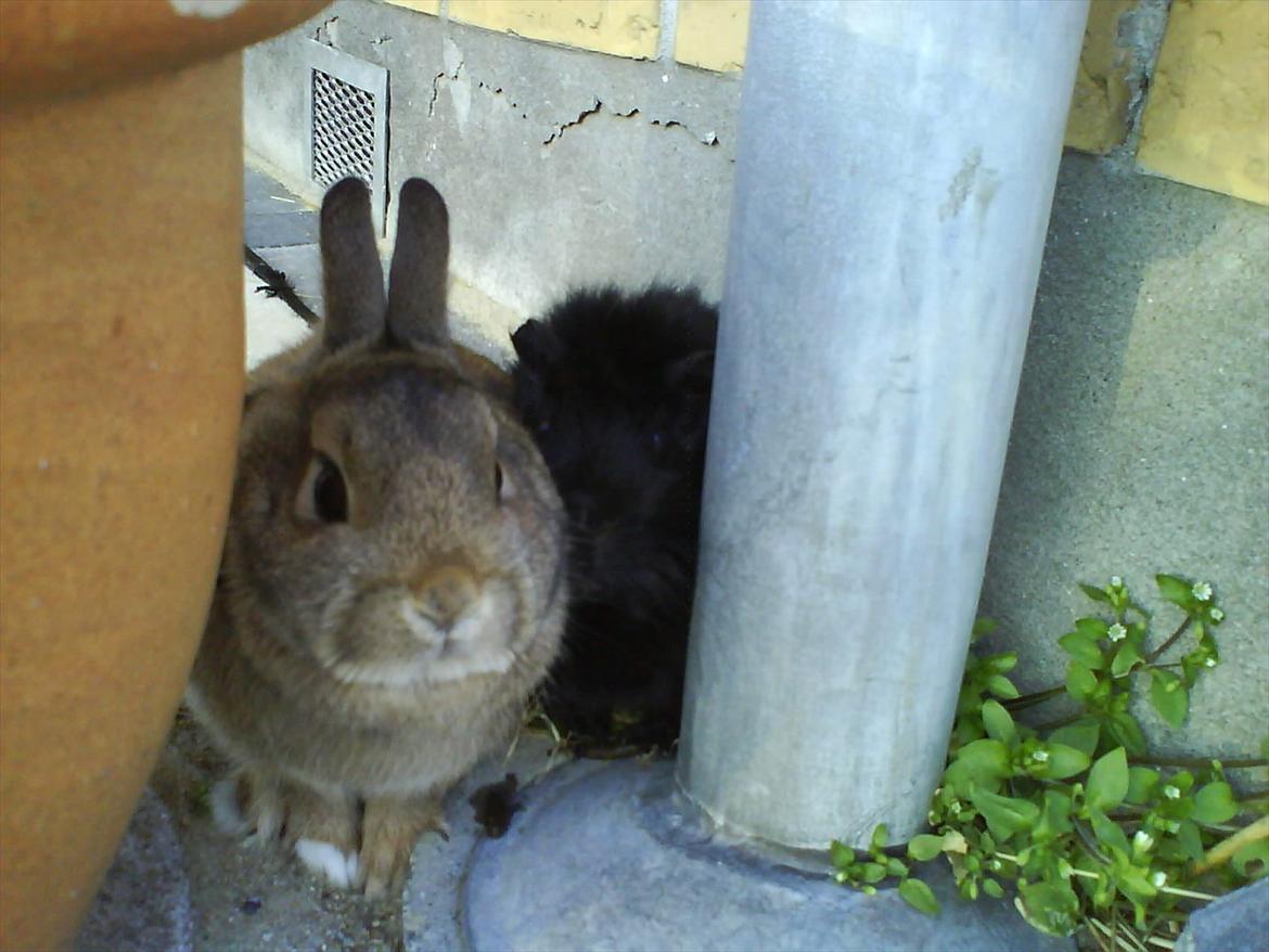 Kanin Asta - Skygge bag en potteplante sammen den søde sorte fyr :D billede 19