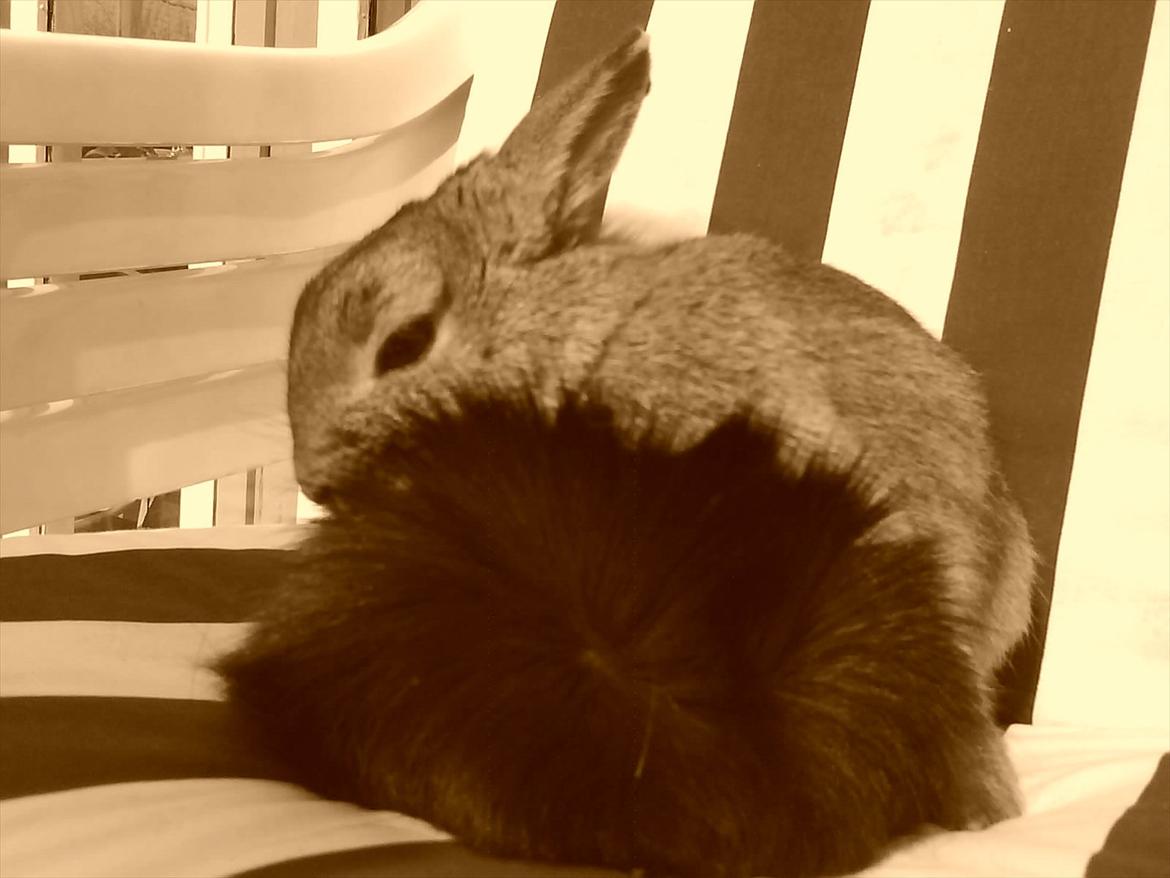 Kanin Asta - Tid til at vaske den lille fyr :D billede 20