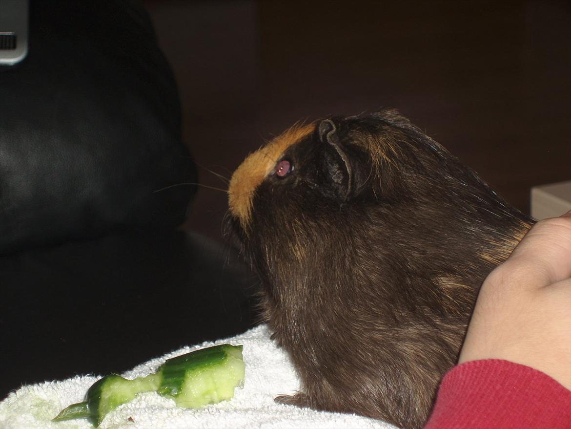 Marsvin Gucci / Alm. glathår billede 13