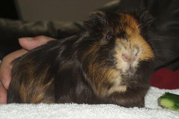 Marsvin Gucci / Alm. glathår billede 10