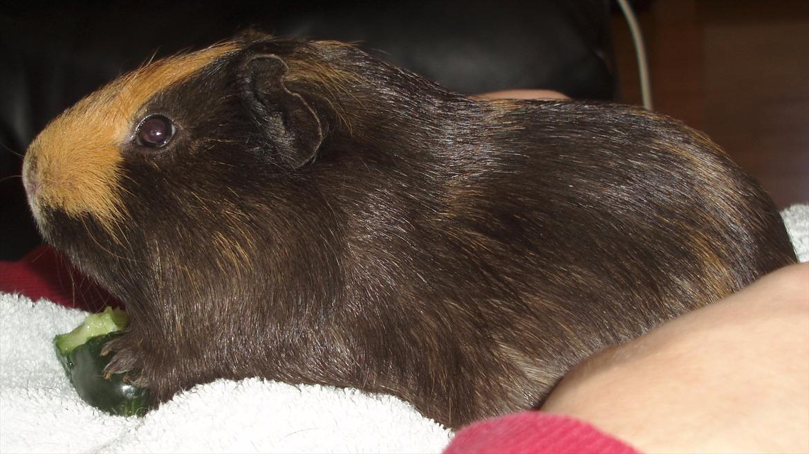 Marsvin Gucci / Alm. glathår billede 12